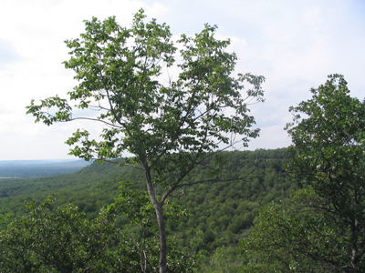 treescene