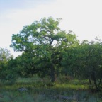 IMG_0016.JPG