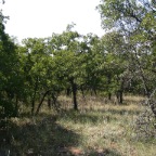 IMG_0040.JPG